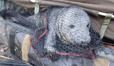 A Surprised Fisherman Rescues a Seal Pup from an English River After They Both Go for the Same Fish