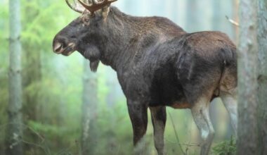 Airborne DNA reveals decades of biodiversity loss