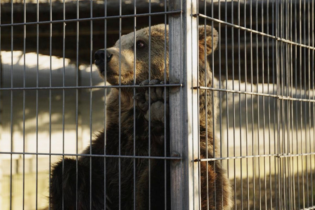 Lion and bear illegally kept as pets rescued from Albanian home