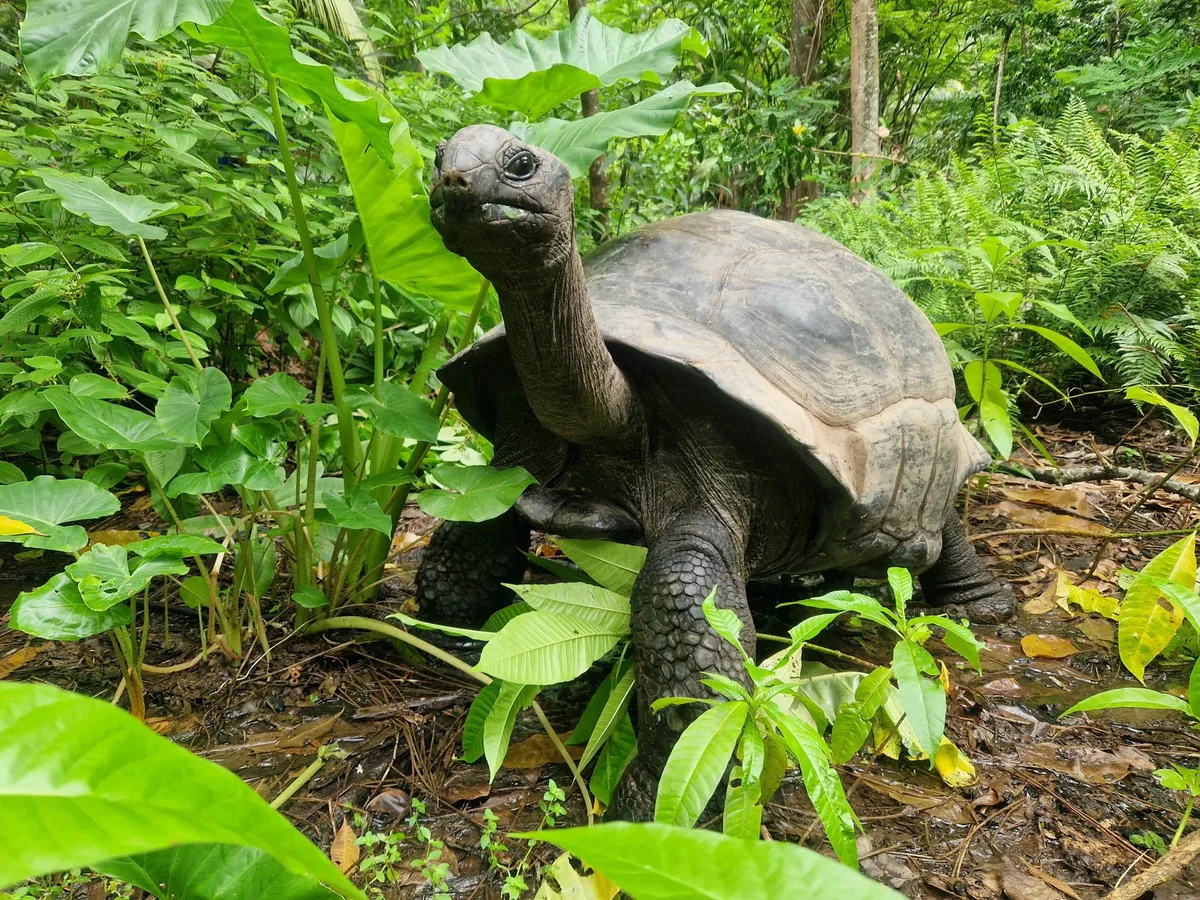 Aldabra giant tortoise in the forest eating on North Island