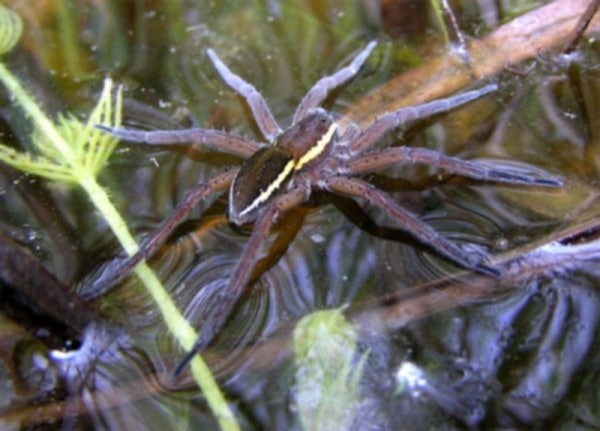 An Adult Female Great Raft Spider (dolomedes Plantarius) On The Surface Of A Pool Of Water At Redgrave And Lopham Fen.