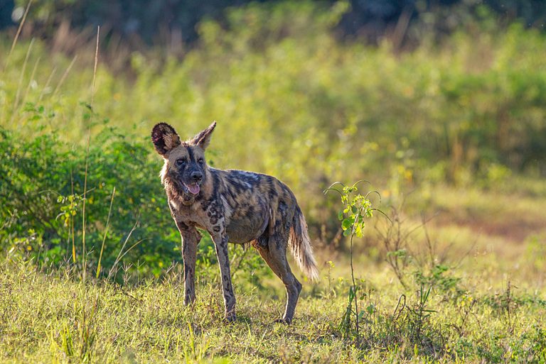 BBC Kingdom Flint African wild dog