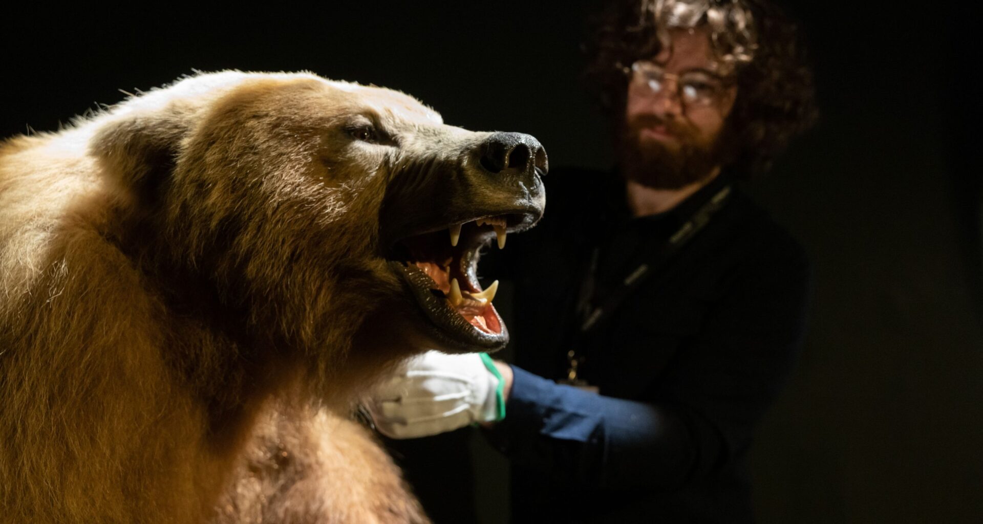 Brownbear-TurloughPark20