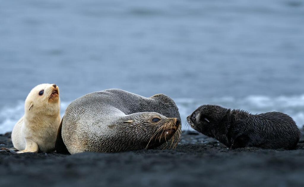 הגור הלבן והנדיר באנטארקטיקה
