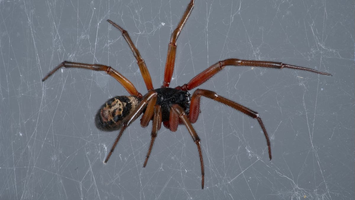 Hunt on for venomous false widow spider ‘hotspots’