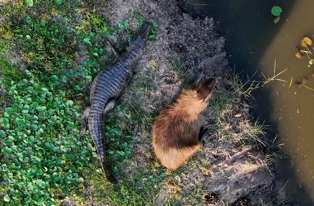 Caiman,and,capybara,from,drone,view,at,esteros,del,ibera,