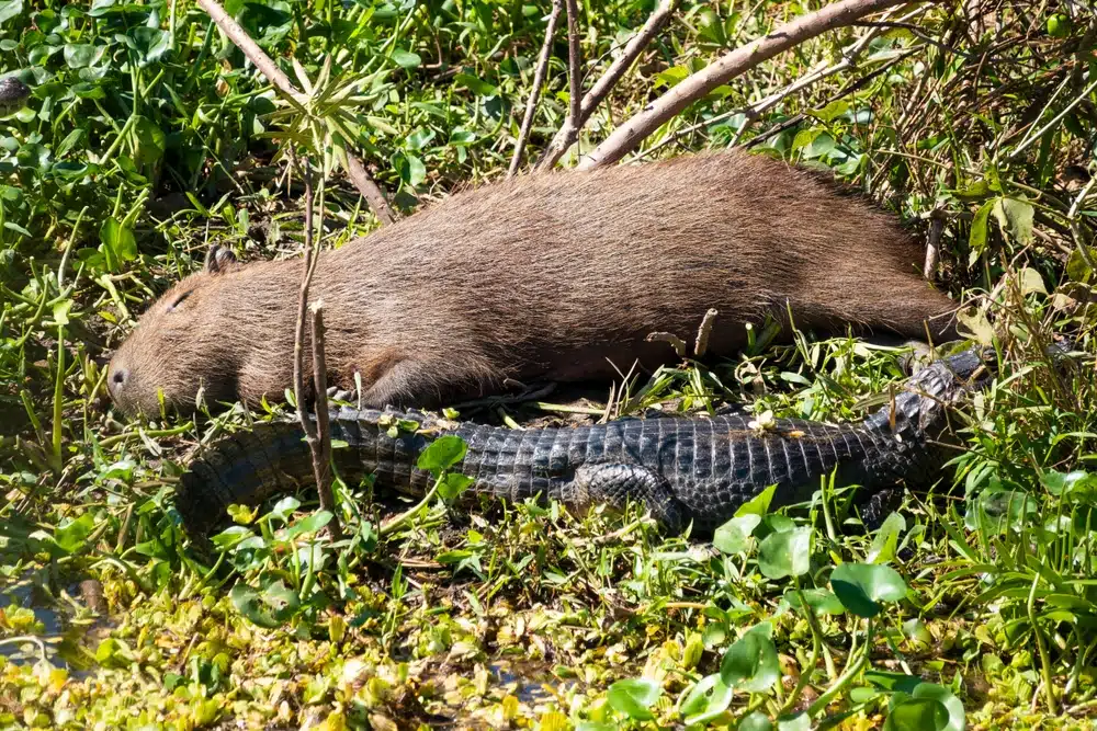 Capybara laying down sleeping with a Caiman in  Brazilian wetlands, Pantanal, Brazil