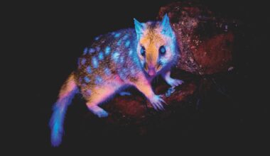 Eastern quoll