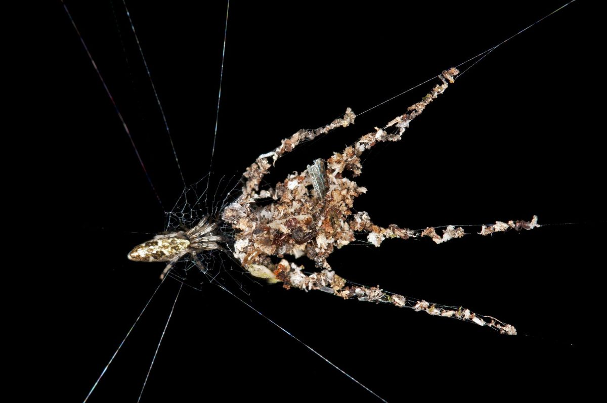 Orb-web Spider species -probably Cyclosa spec.-, building spider dummies with several legs from plant debris and dead insects to deflect from enemy attacks, Tambopata Nature Reserve, Madre de Dios Region, Peru