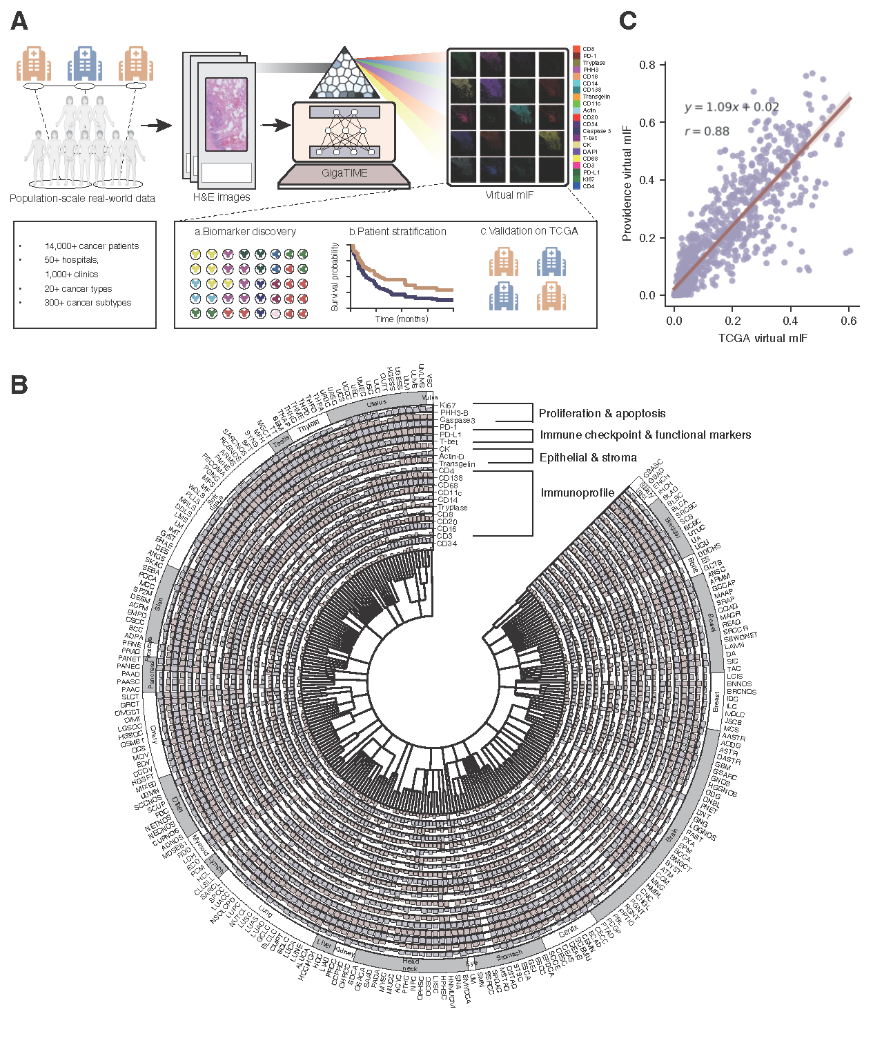 Figure 1. GigaTIME enables population-scale tumor immune microenvironment (TIME) analysis. A, GigaTIME inputs a hematoxylin and eosin (H&E) whole-slide image and outputs multiplex immunofluorescence (mIF) across 21 protein channels. By applying GigaTIME to 14,256 patients, we generated a virtual population with mIF information, leading to population-scale discovery on clinical biomarkers and patient stratification, with independent validation on TCGA. B, Circular plot visualizing a TIME spectrum encompassing the GigaTIME-translated virtual mIF activation scores across different protein channels at the population scale, where each channel is represented as an individual circular bar chart segment. The inner circle encodes OncoTree, which classifies 14,256 patients into 306 subtypes across 24 cancer types. The outer circle groups these activations by cancer types, allowing visual comparison across major categories. C, Scatter plot comparing the subtype-level GigaTIME-translated virtual mIF activations between TCGA and Providence virtual populations. Each dot denotes the average activation score of a protein channel among all tumors of a cancer subtype.