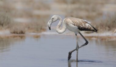 cover First flamingos reach Cyprus, fewer expected this year