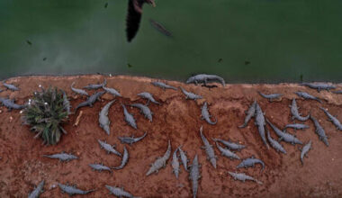 Israel killed hundreds of crocs in West Bank farm over fears they’d be weaponized in