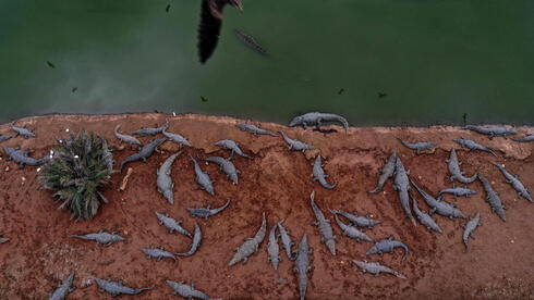 Israel killed hundreds of crocs in West Bank farm over fears they’d be weaponized in