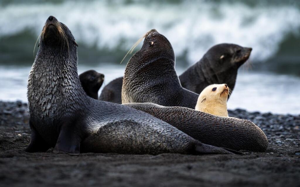 הגור הלבן והנדיר משתלב בקבוצתו