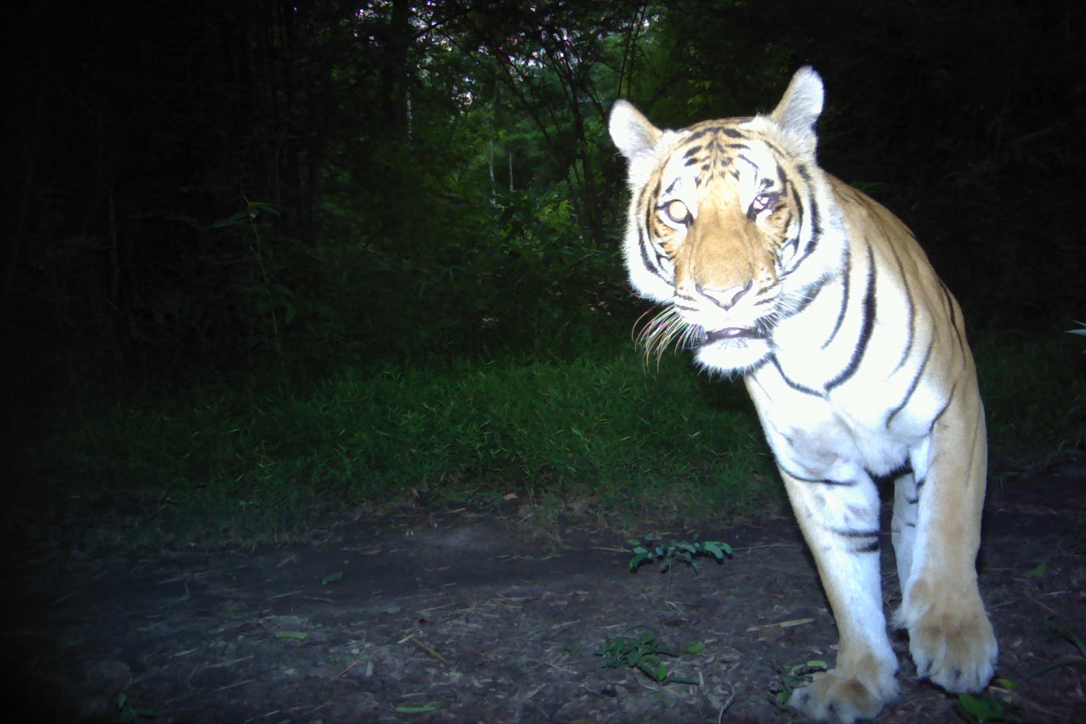 HKT197F in the Salakpra Wildlife Sanctuary. HKT197F is a tiger from the Huai Kha Khaeng Wildlife Sanctuary that has moved down to live in the Salakpra area.