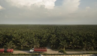 How palm oil plantations drained a Guatemalan rainforest community – The Irish Times
