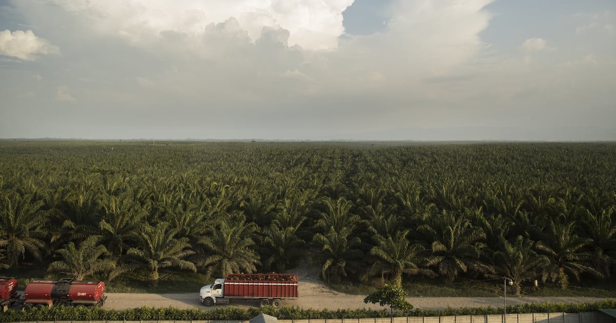 How palm oil plantations drained a Guatemalan rainforest community – The Irish Times