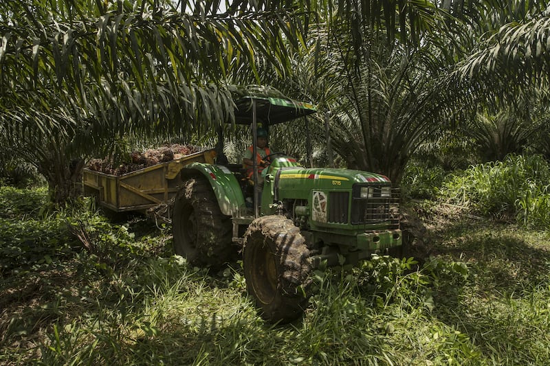 A worker operates a tractor carrying bunches of African oil palm fruit at a plantation in  Guatemala. Photograph: Victor J. Blue/Bloomberg/Getty Images