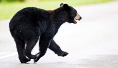 Hunters kick off Florida’s first bear hunt in a decade – this time with stricter rules