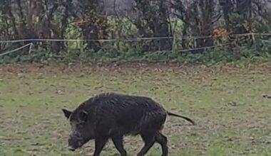 Boar spotted near East Meon as sightings continue in Petersfield area