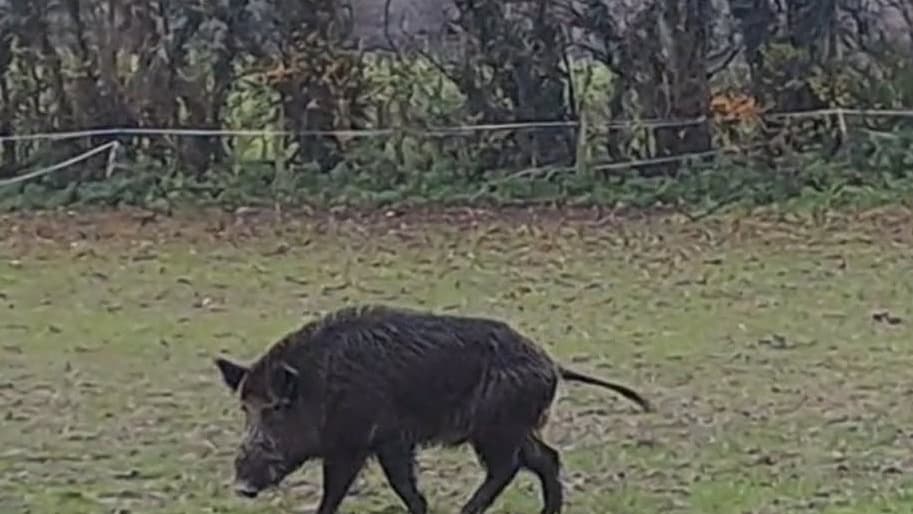 Boar spotted near East Meon as sightings continue in Petersfield area