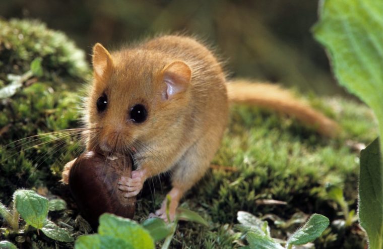 Common dormouse / hazel dormouse (Muscardinus avellanarius) eating nut in forest at night. (Photo by: Arterra/Universal Images Group via Getty Images)