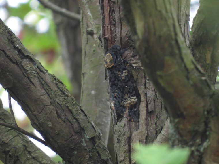 Acherontia atropos insect, Migratory, moth, rare, wildlife Death's-head hawk-moth