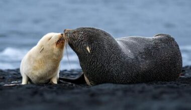 Israeli photographer captures rare white fur seal pup on Antarctic expedition