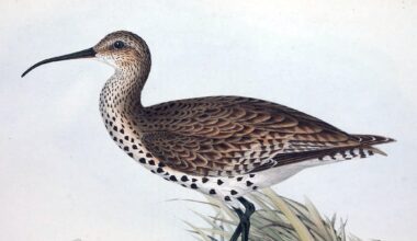 A look back at some of the species we lost