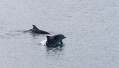 Fascinating insight into life of the island's resident dolphin pair