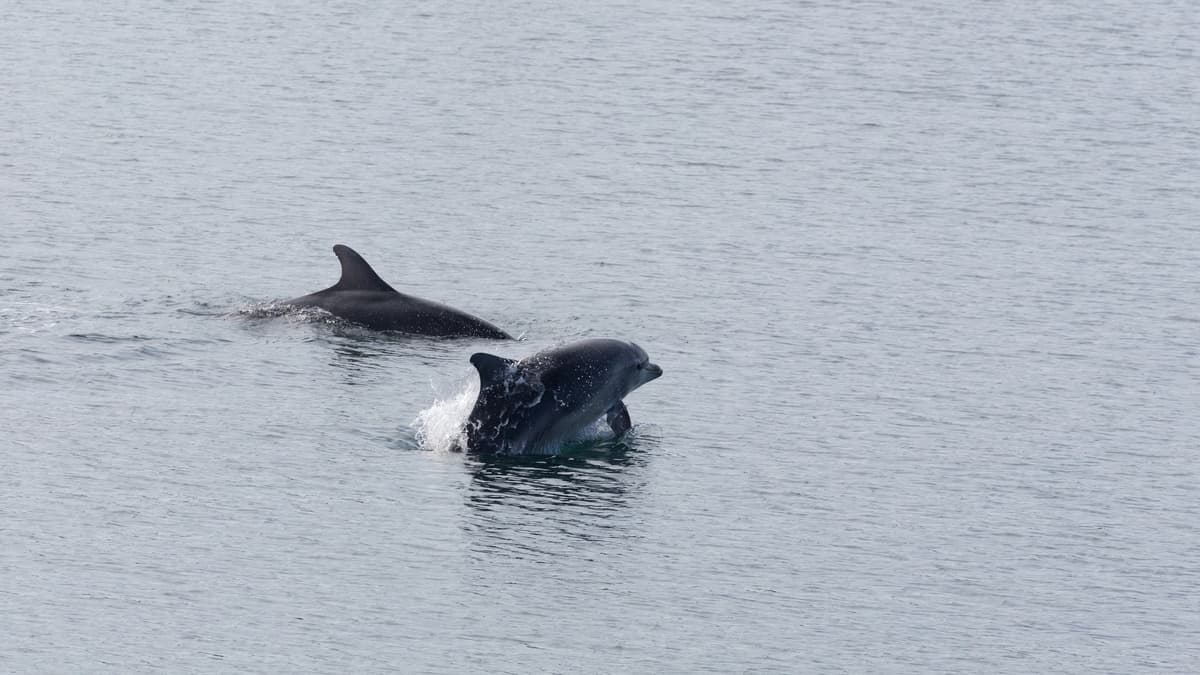 Fascinating insight into life of the island's resident dolphin pair