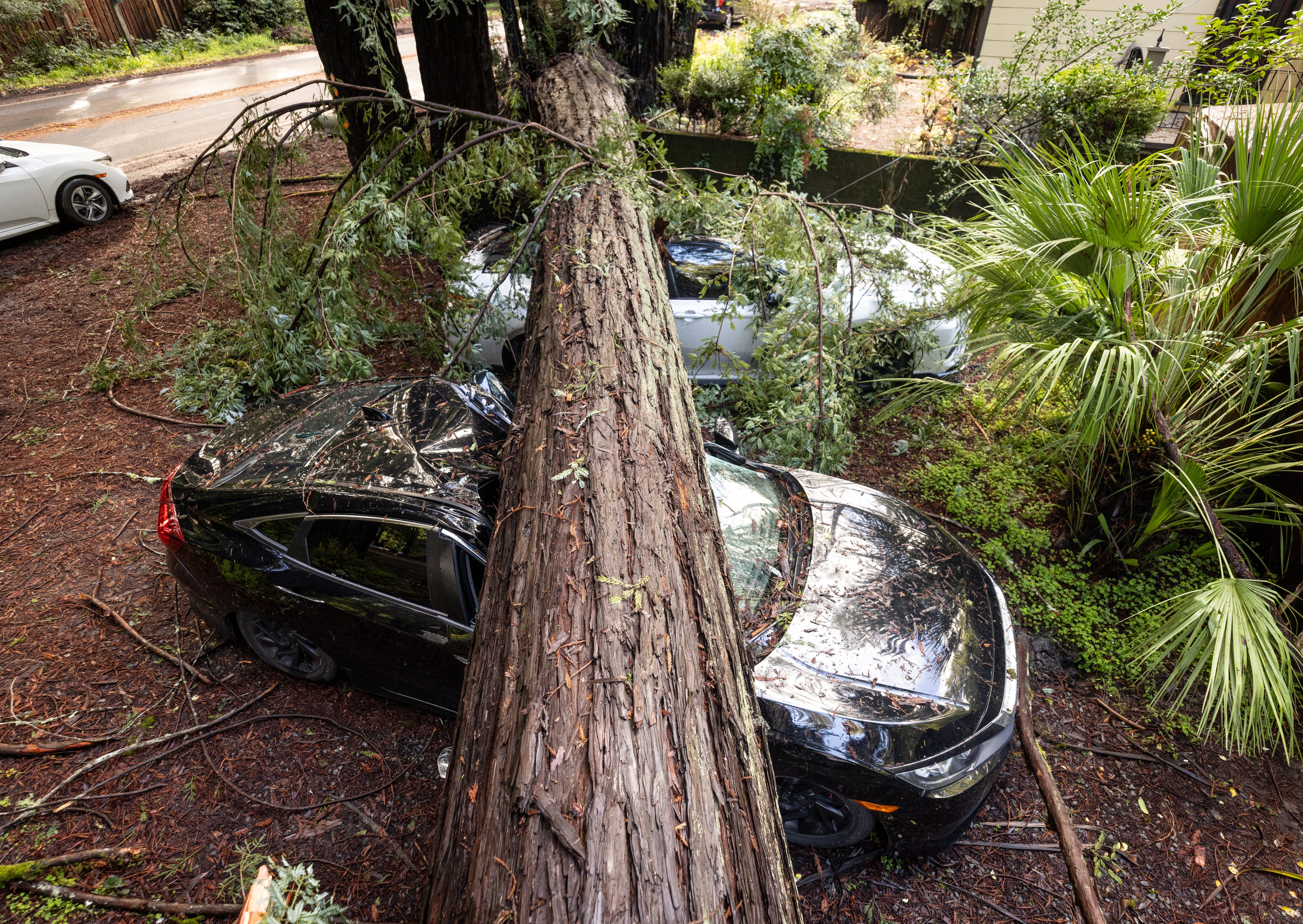 Three cars were crushed by a giant redwood tree before...