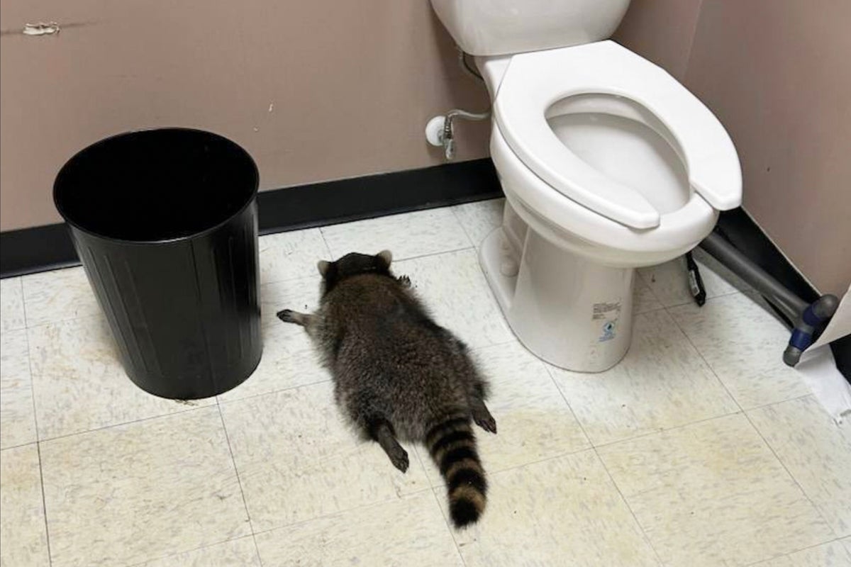 Raccoon goes on boozy escapade in liquor store, found passed out in bathroom
