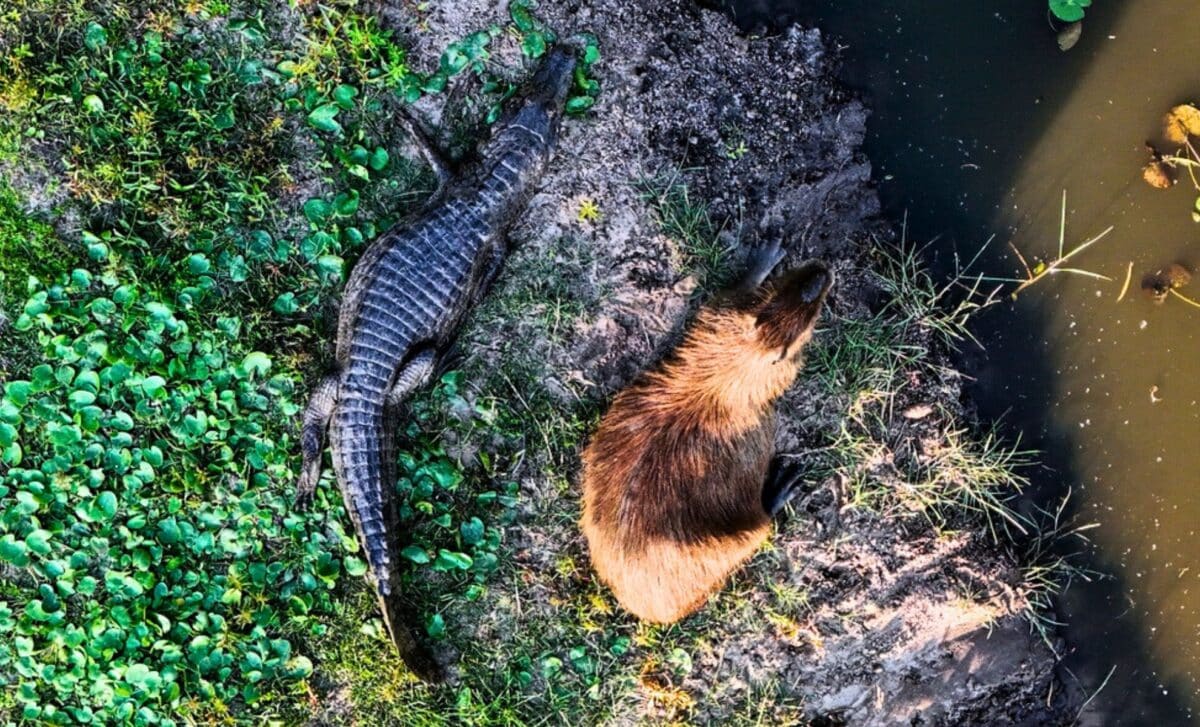 Why Capybaras Hang Out With Crocodiles In The Wild