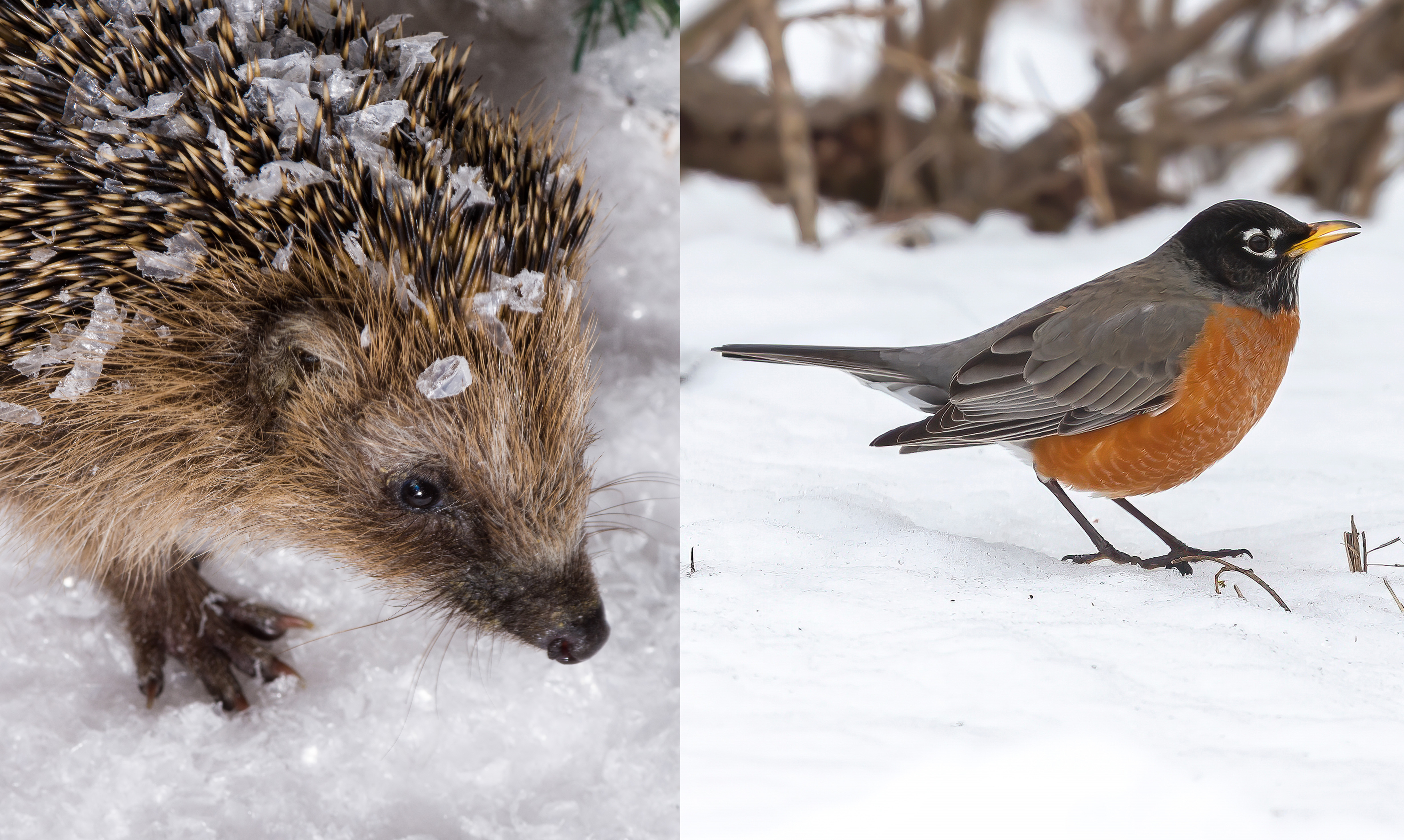 Hedgehog and robin in snow