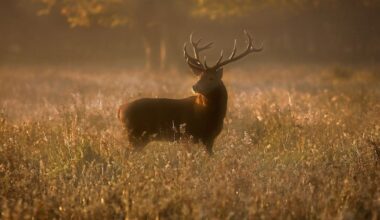 Almost 400 deer culled at Killarney National Park – The Irish Times