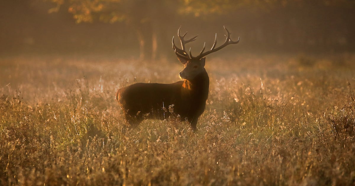 Almost 400 deer culled at Killarney National Park – The Irish Times