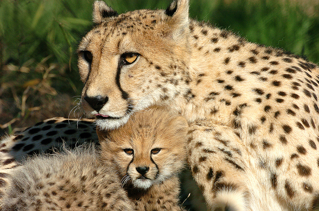Cheetah (Acinonyx jubatus) mother and cub in South Africa. Image courtesy of Ron Magill.
