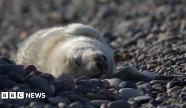 A grey seal pup. The pup is fluffy and white and is leaning over on its back. It rests on blue grey cobbled stones.