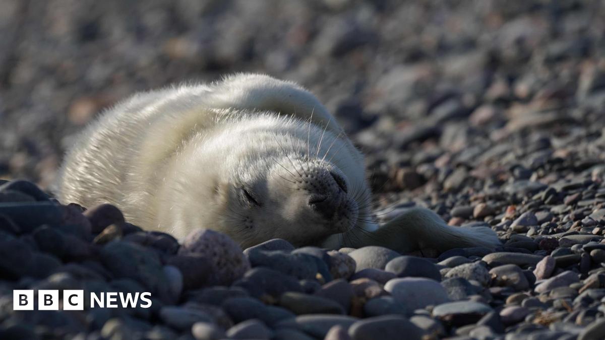A grey seal pup. The pup is fluffy and white and is leaning over on its back. It rests on blue grey cobbled stones.