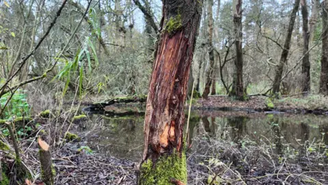 Pensthorpe Natural Park A tree standing in woods, which are part of a nature reserve. Some of its bark has been stripped off. A small pond is in the background and the area is surrounded by trees and vegetation.