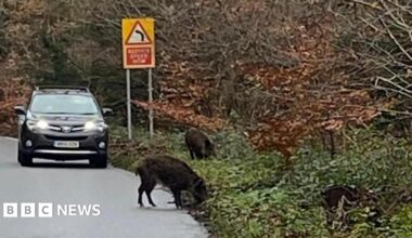Two wild boar on the side of the road. One is partially on the road in front of an oncoming black car.