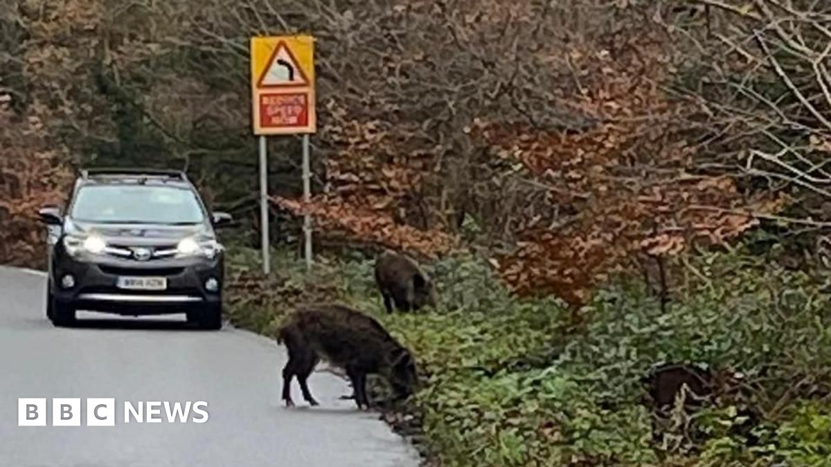 Two wild boar on the side of the road. One is partially on the road in front of an oncoming black car.
