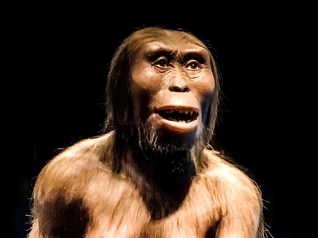 Model of a female Australopithecus afarensis.