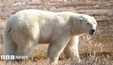 A white polar bear is standing on grassland looking towards the camera.