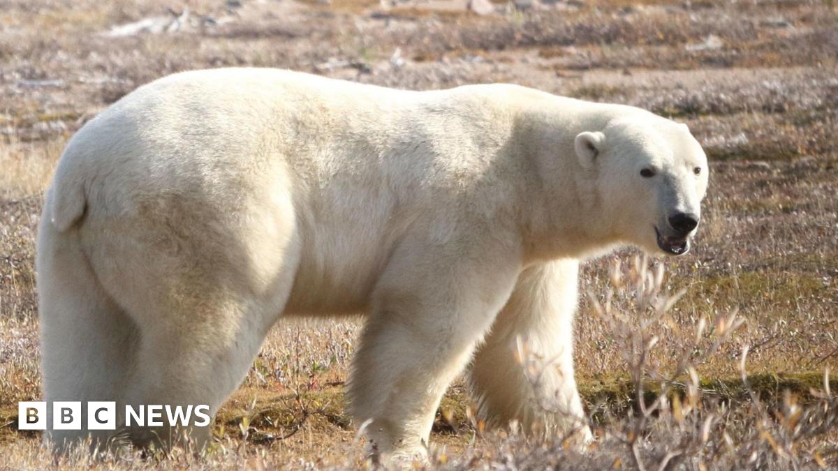 A white polar bear is standing on grassland looking towards the camera.