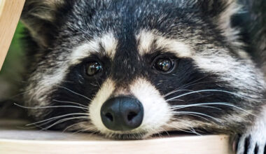 Sweet Rescue Raccoon Getting Tucked Into Bed Is a Moment of Pure Sweetness