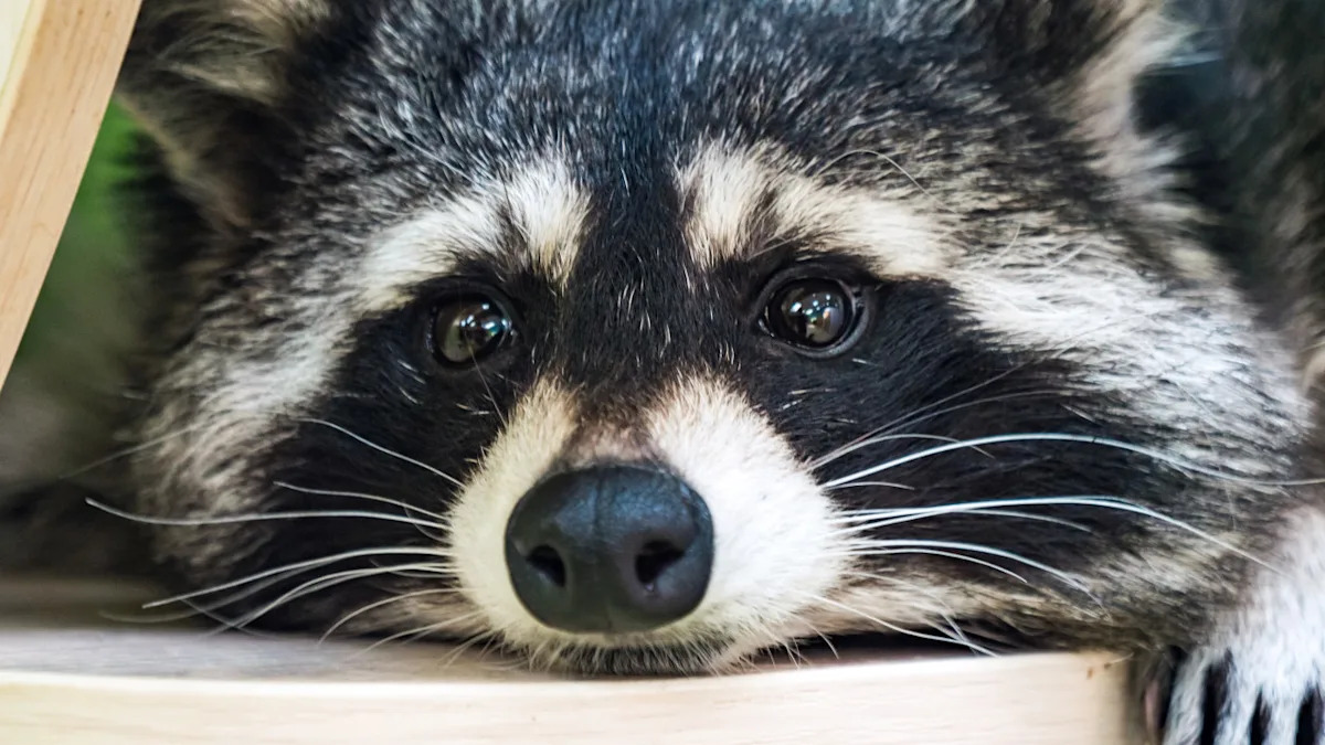 Sweet Rescue Raccoon Getting Tucked Into Bed Is a Moment of Pure Sweetness