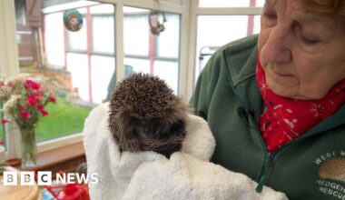 'I've been rescuing hedgehogs in my garden for 25 years'