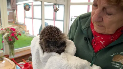 BBC Joan Lockley, who is an older lady, with reddish hair, wearing a green fleece and red scarf, holds a hedgehog in a white towel. The hedgehog is curled into a ball with its spikes visible and its face slightly hidden. 